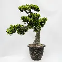 نبات اصطناعي